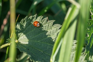 Roter Marienkäfer mit schwarzen Punkten auf einem Blatt