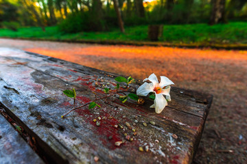 Magnolia flowers 