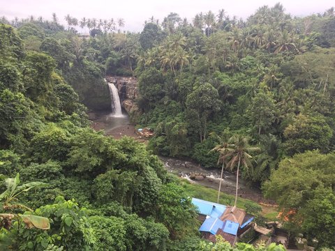 In the jungle at Tegenungan waterfall © Harry