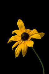 Yellow Rudbeckia flowers close-up