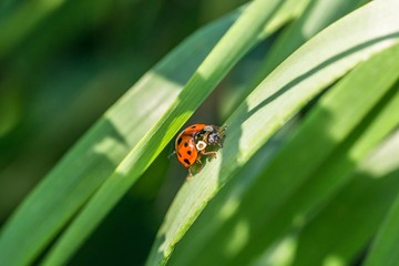 roter Marienkäfer mit schwarzen Punkten im Gras