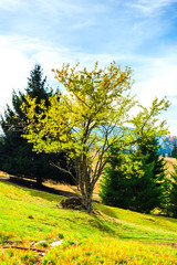 Autumn landscape in Carpathia Mountains