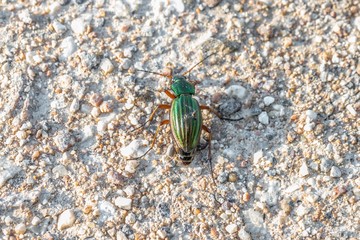 Goldglänzender Laufkäfer auf einen Boden