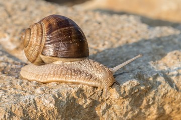 Braune Weinbergschnecke auf einem Stein