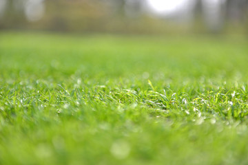 Green spring short cut grass  in the garden Keukenhof Netherlands