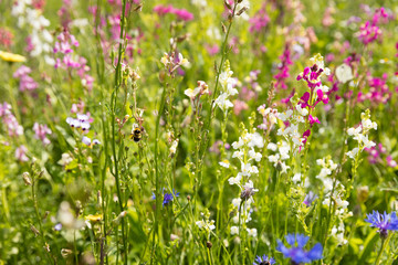 Fototapeta premium Blumenwiese