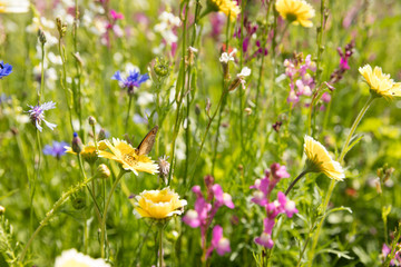 Blumenwiese