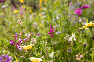 Fototapeta premium Blumenwiese