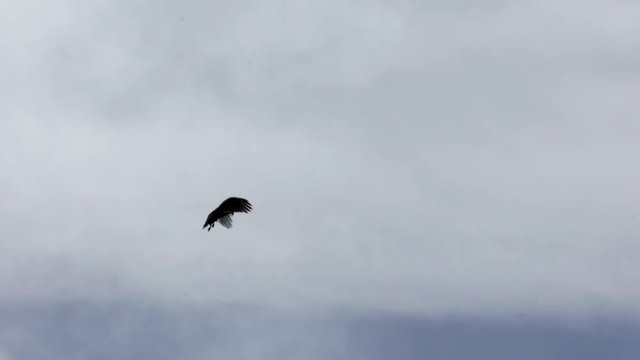 Silhouette d'une buse qui chasse / Silhouette of a buzzard who hunt