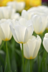 Path of white tulips with green leaves in the garden Keukenhof Netherlands