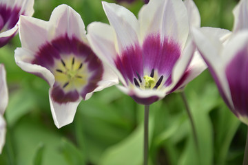 Fototapeta na wymiar Single white and violet tulips with green leaves and stalks in the garden Keukenhof Netherlands
