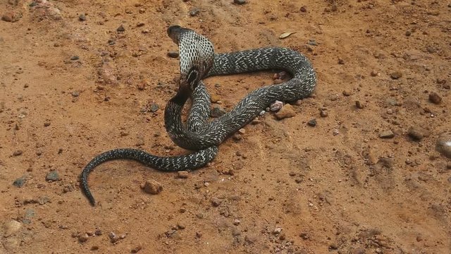 Cobra close-up. Snake farm in Sri Lanka.