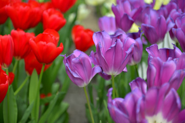 Obraz premium Path of red and purple tulips with green leaves and stalks in the garden Keukenhof Netherlands