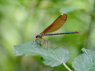 The beautiful demoiselle, Calopteryx virgo, is a European damselfly belonging to the family...