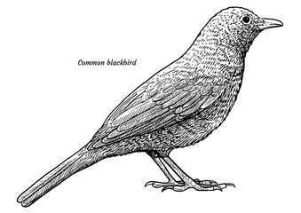Common blackbird, Turdus merula illustration, drawing, engraving, ink, line art, vector - obrazy, fototapety, plakaty