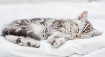 Baby kitten sleeping on white pillow