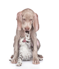 kitten fights with a weimaraner puppy. isolated on white background