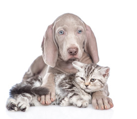 Weimaraner puppy embracing tabby kitten. isolated on white background