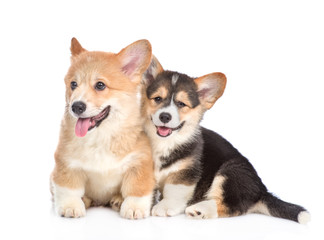 Two pembroke welsh corgi puppies together. isolated on white background