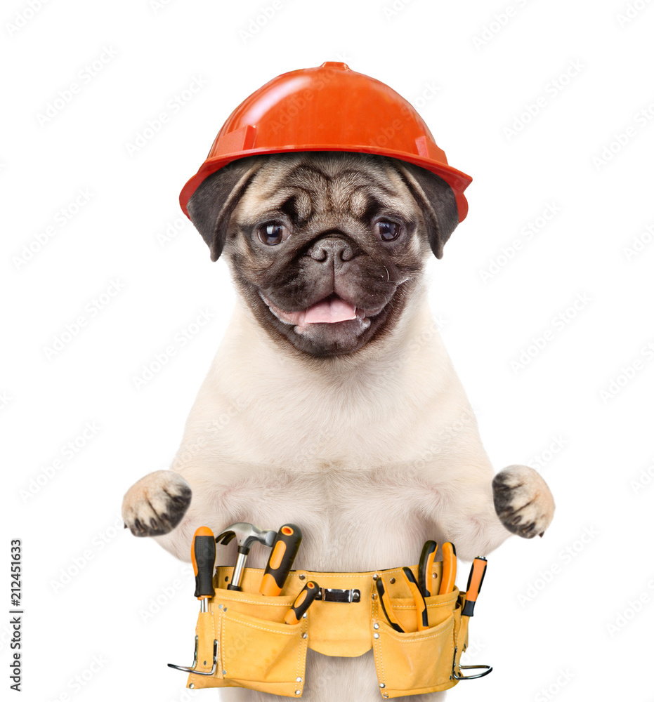 Poster funny puppy worker in hard hat with tool belt. isolated on white background. space for text