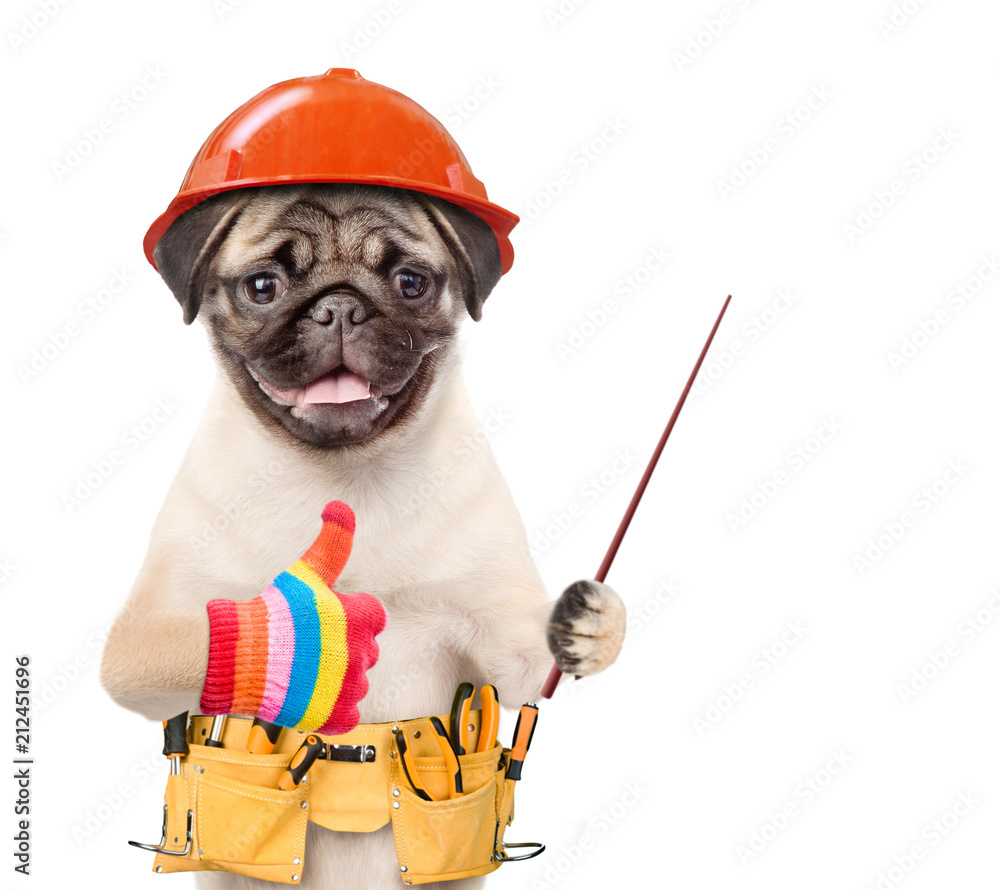 Poster funny dog worker in hard hat with tool belt pointing away and showing thumbs up. isolated on white b