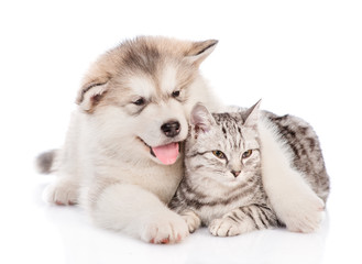 Alaskan malamute puppy embracing a tabby cat and looking away.  isolated on white background