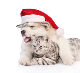 Fototapeta na wymiar Alaskan malamute puppy in red christmas hat embracing tabby cat and lookig away. isolated on white background