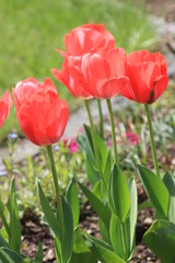 Obraz premium Tulpen orange