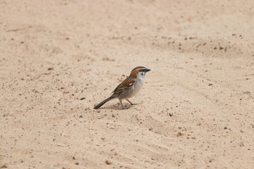 Bird on the beach