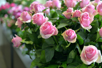 bouquet of pink roses with green leaves and stalks  in the garden Keukenhof Netherlandsroses
