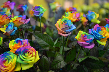 Fototapeta na wymiar colorful beautiful rainbow roses with green leaves and stalks in the garden Keukenhof Netherlands