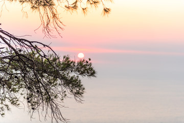 Obraz premium tree on beach