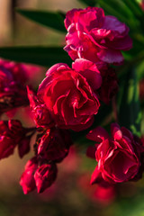 Mediterranean flowers in the summer