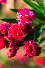Mediterranean flowers in the summer