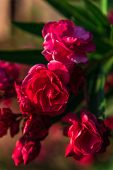 Mediterranean flowers in the summer