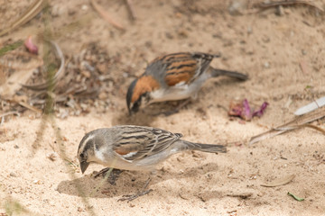 Birds on sand