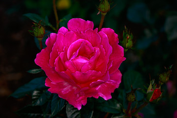 Fragrant Rose in Full Blossom