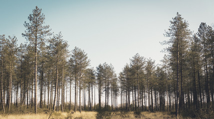 Thin Forest