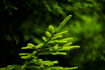 Beautiful pine trees on background high mountains. 