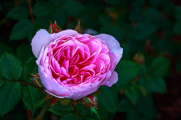 Fragrant Rose in Full Blossom