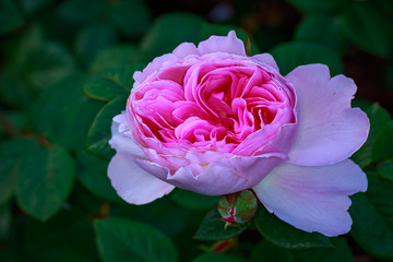 Fragrant Rose in Full Blossom