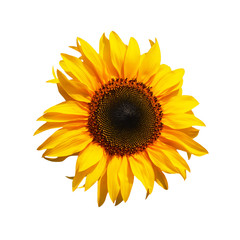 Fototapeta premium Sunflower isolated on white background