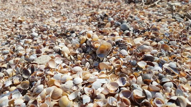 Seashells on sea beach in sunlight, close-up / Seashells on sea beach in sunlight on hot summer day, close-up
