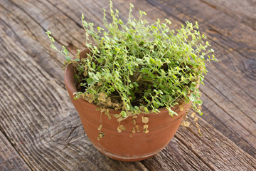 House plant in ceramic pot on wooden background