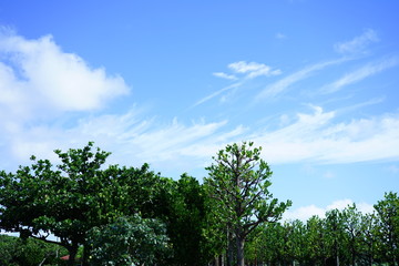 Obraz premium 沖縄の風景