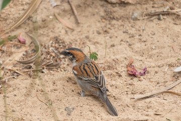 Bird on sand