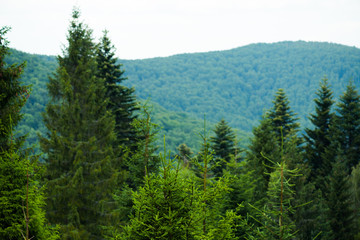 Fototapeta na wymiar Beautiful pine trees on background high mountains. 