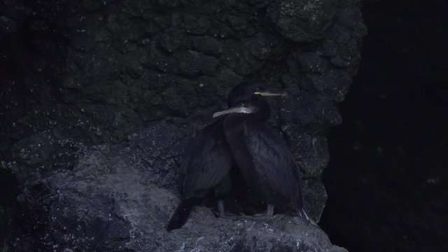 Un cormoran juv&eacute;nile avec sa m&egrave;re / A juvenile comorant with his mother