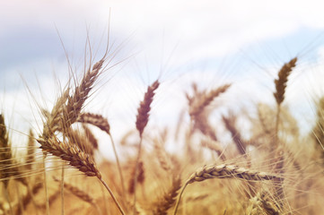 Fototapeta premium Close up of wheat field