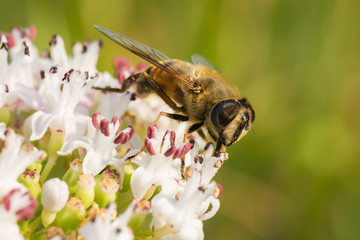 Bee Gathering Pollen from a White Flower